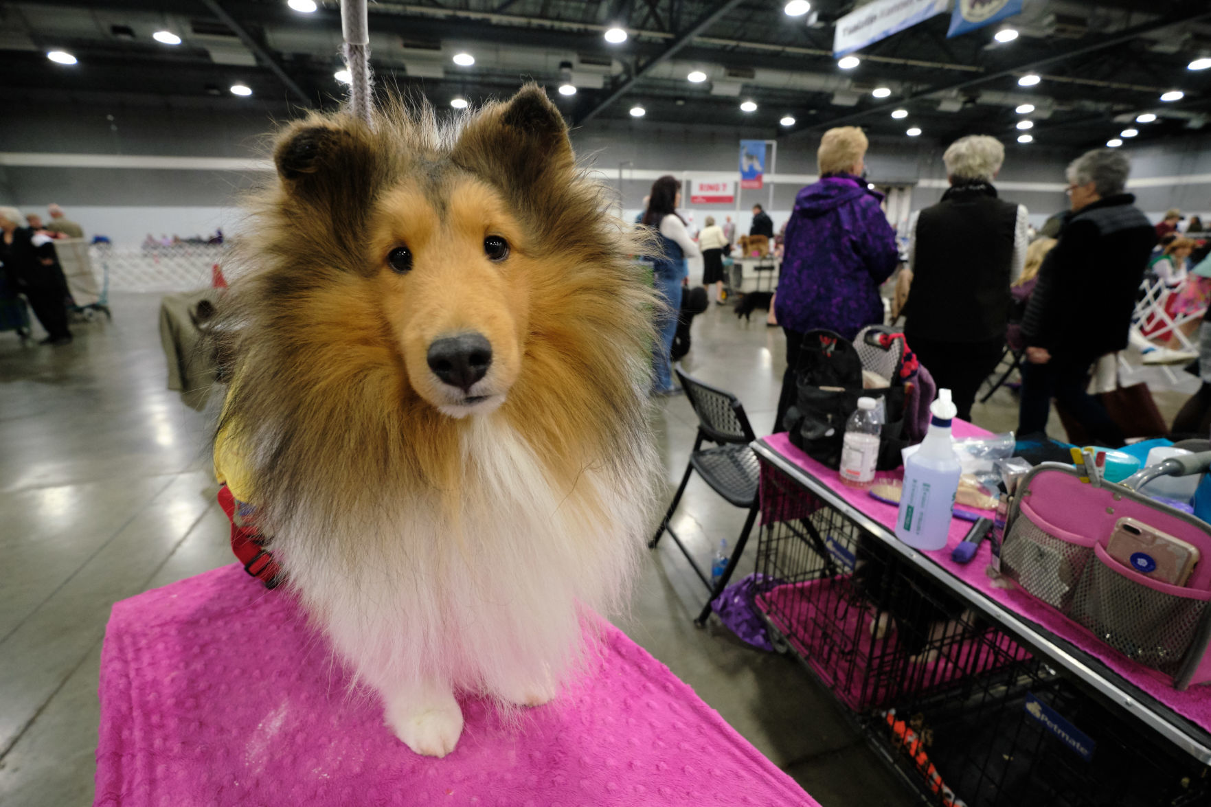 Shetland sheepdog